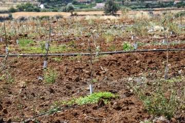 Plantación de 4.400 almendreros, nogales, higueras y olivos en Valsequillo (Foto TA)